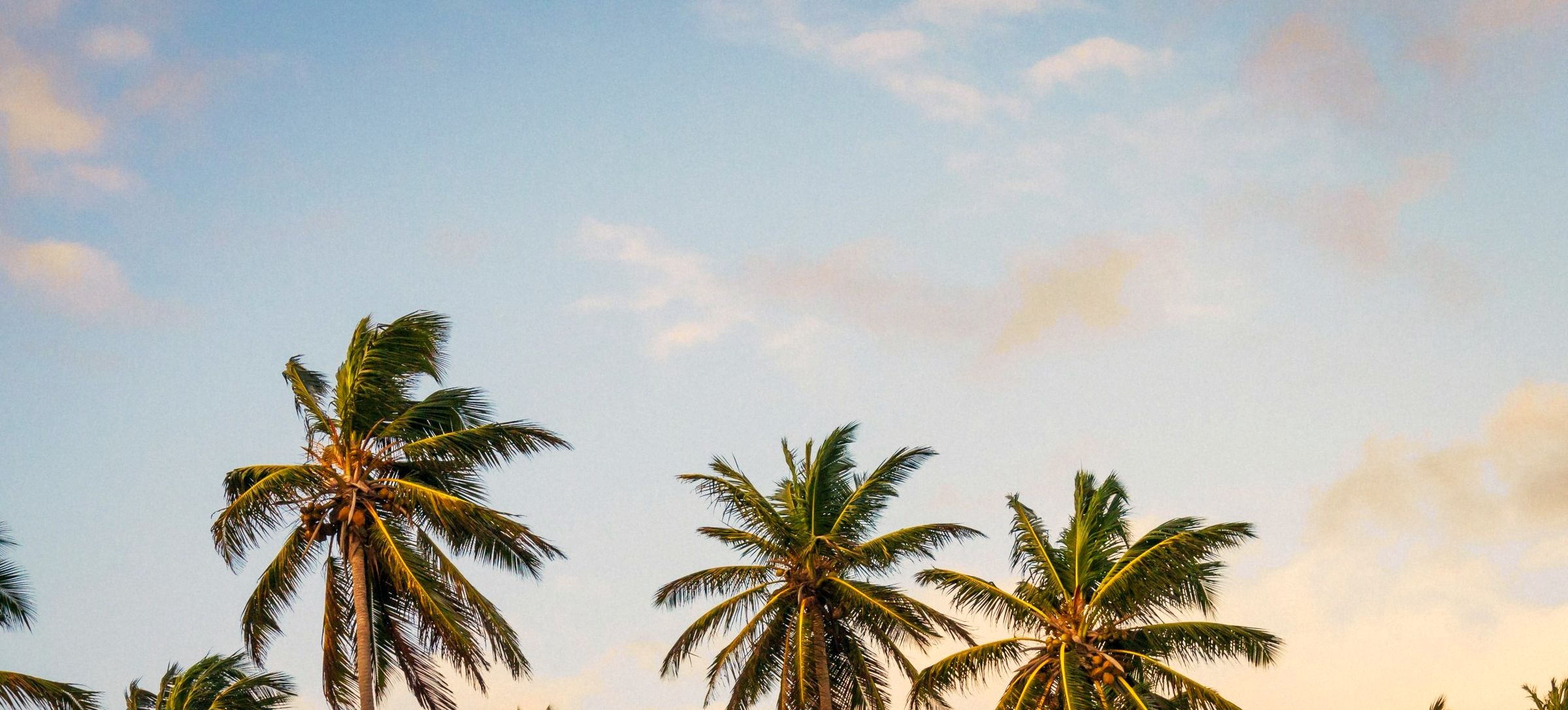 Palm trees framing a sunset sky